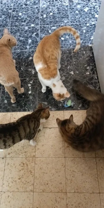 abfd60ea0b8b444d5abb463f8a4c49fef2jpg___PID:45905d1e-49cf-42db-85c7-b5629fb3a4a6